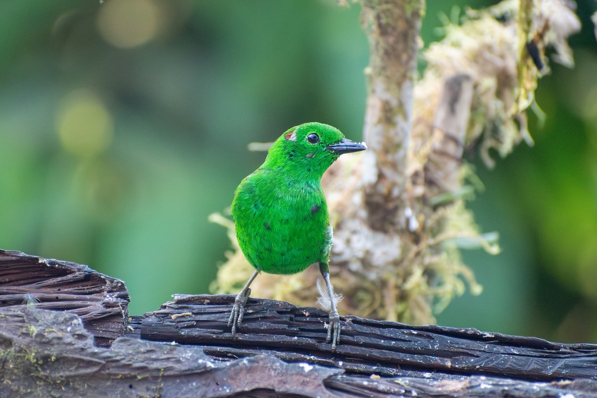 Glistening-green Tanager - ML647387388