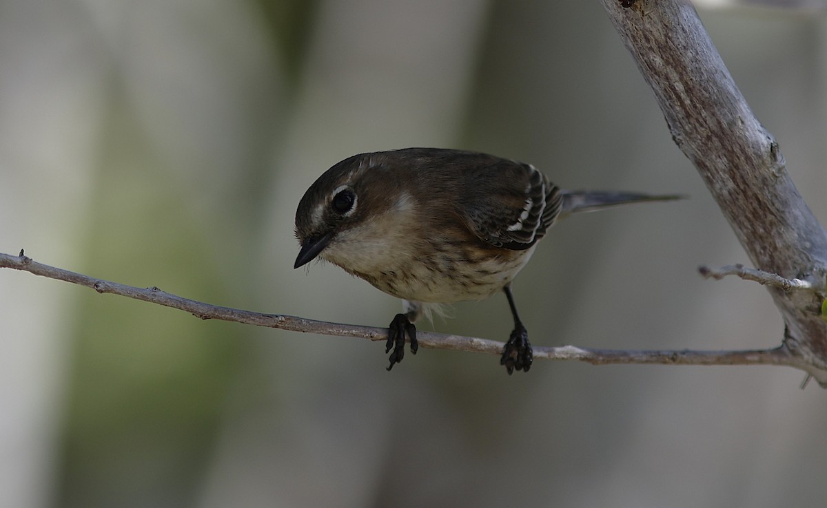 Yellow-rumped Warbler (Myrtle) - ML647387389