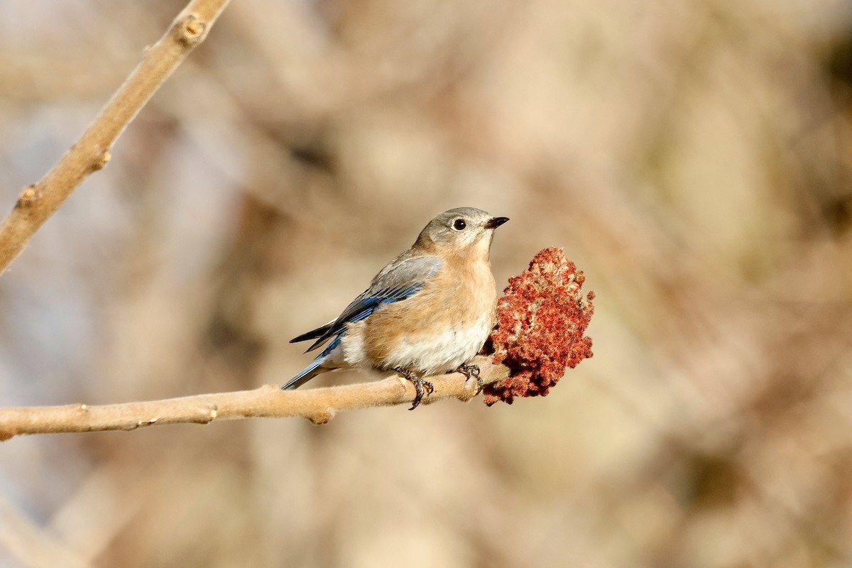 Eastern Bluebird - ML647387390