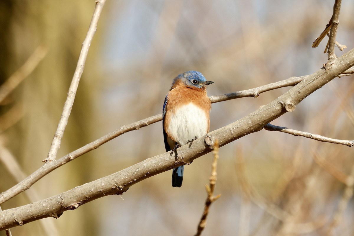 Eastern Bluebird - ML647387391