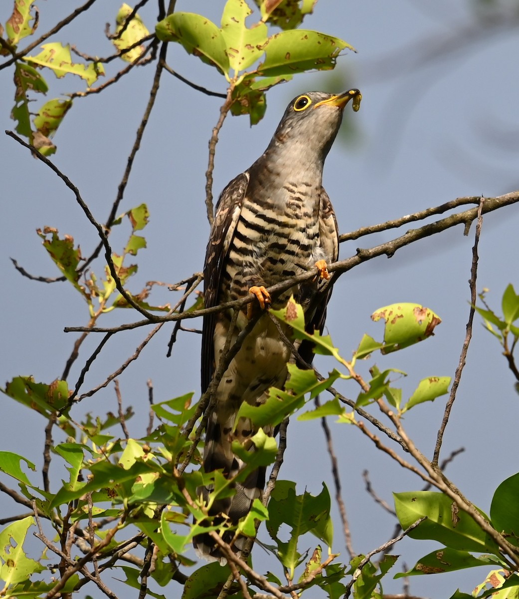 Indian Cuckoo - ML647387393