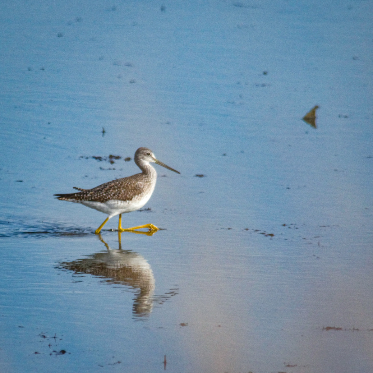 Greater Yellowlegs - ML647387396