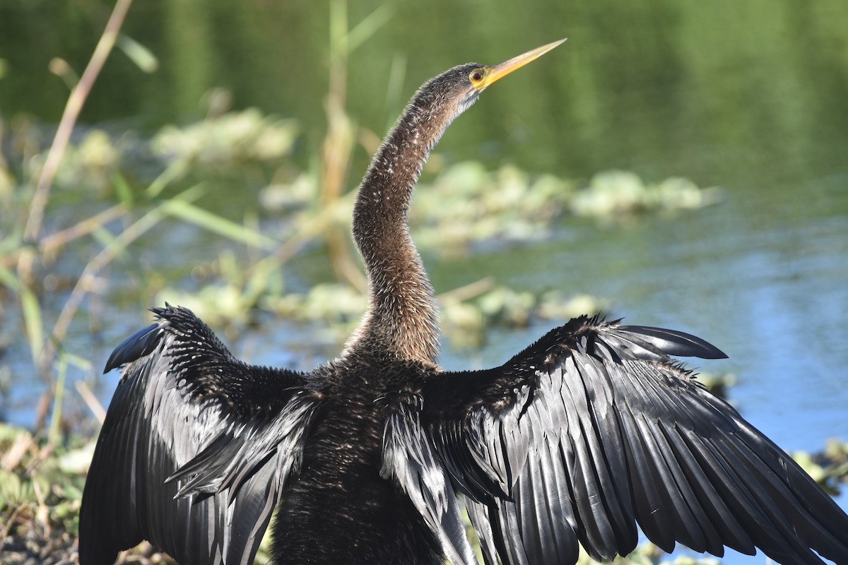 Anhinga - ML647387397