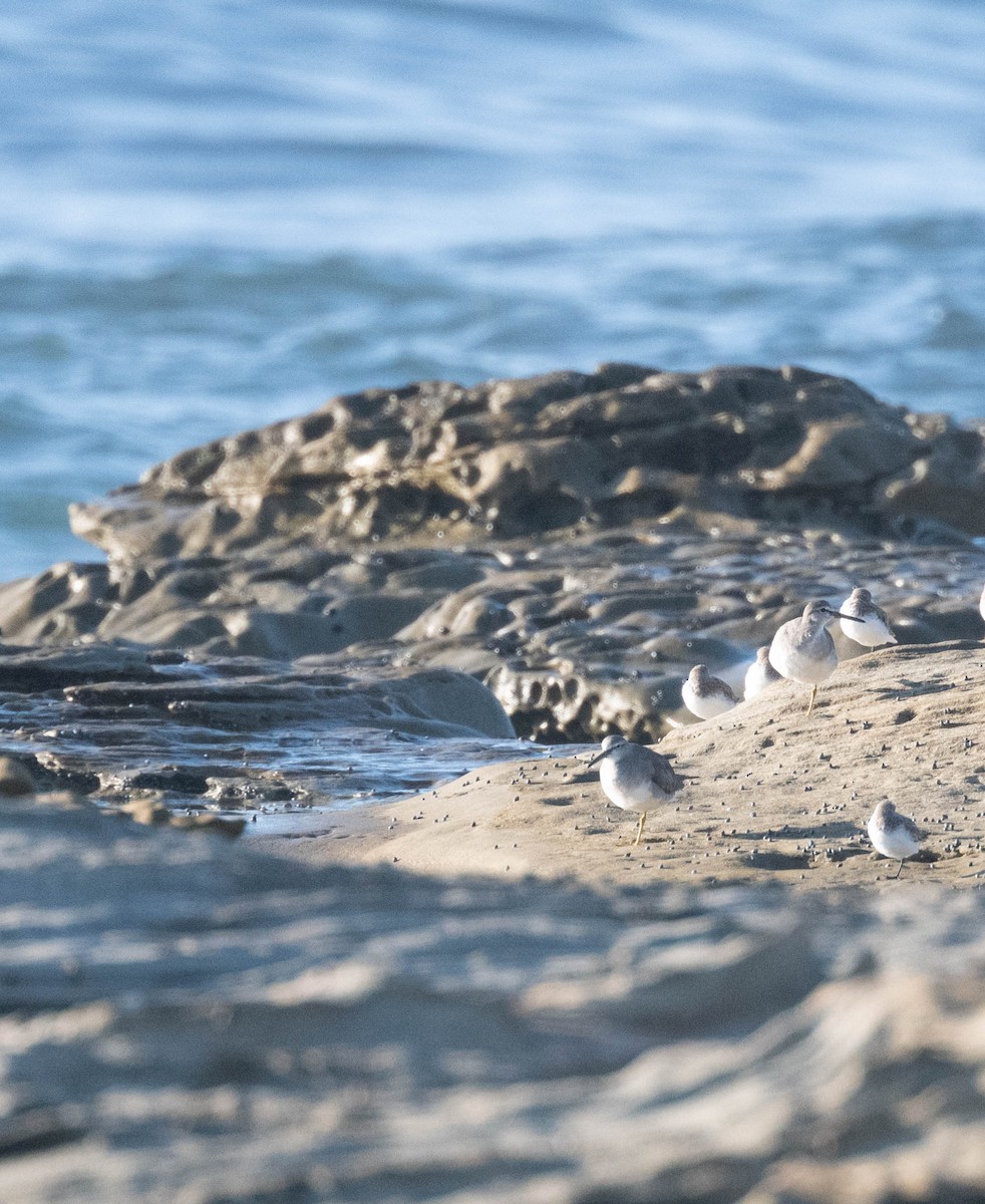Playero Siberiano - ML647387402
