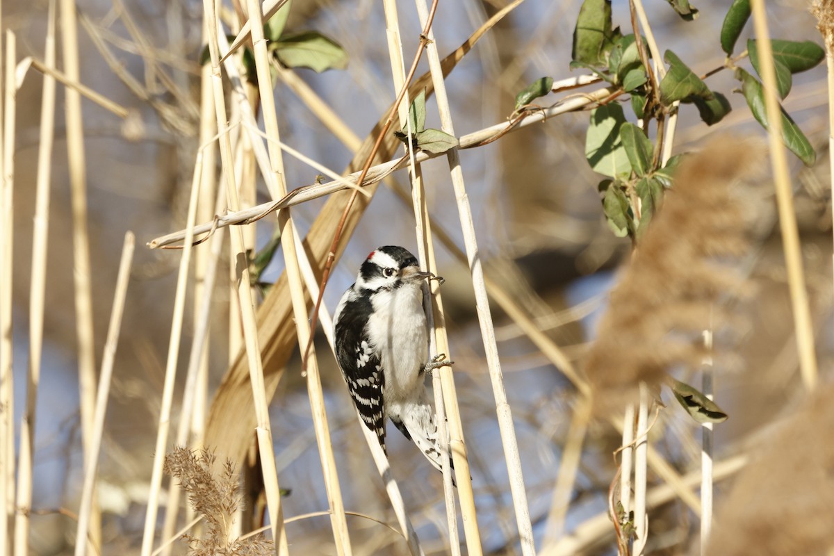 Downy Woodpecker - ML647387404
