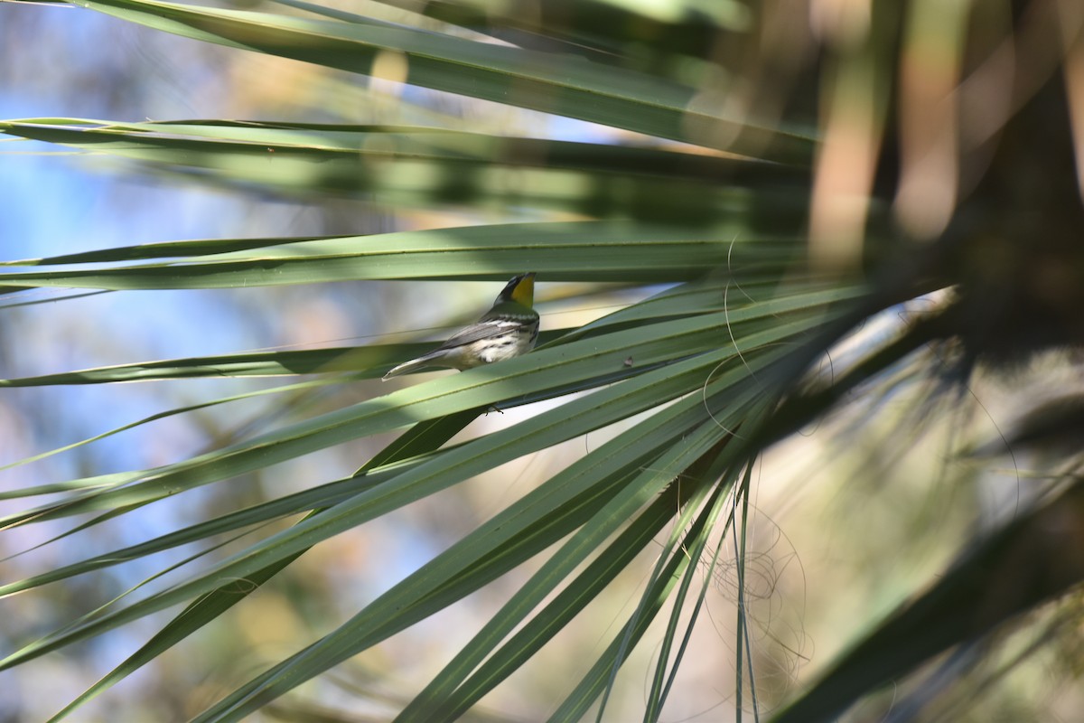 Yellow-throated Warbler - ML647387405