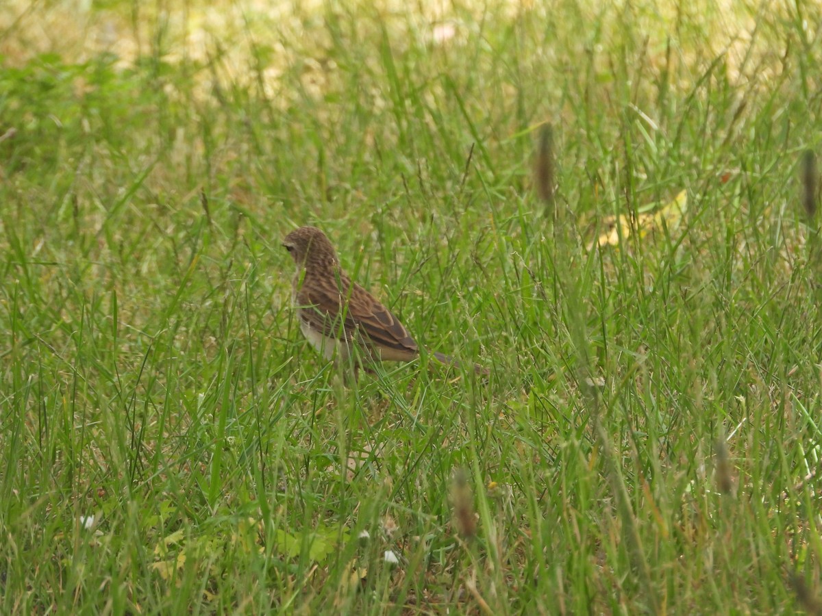 Роляк рудогузий - ML647387408