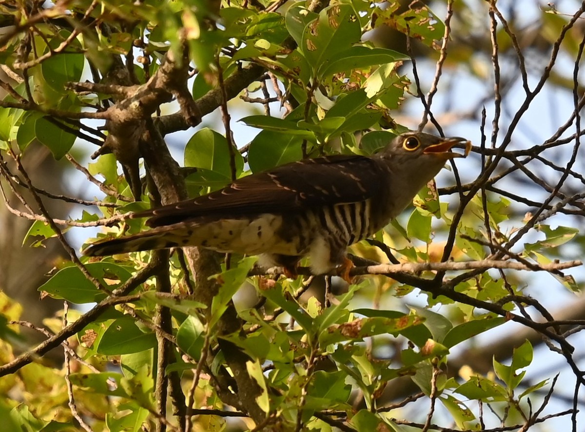 Indian Cuckoo - ML647387409