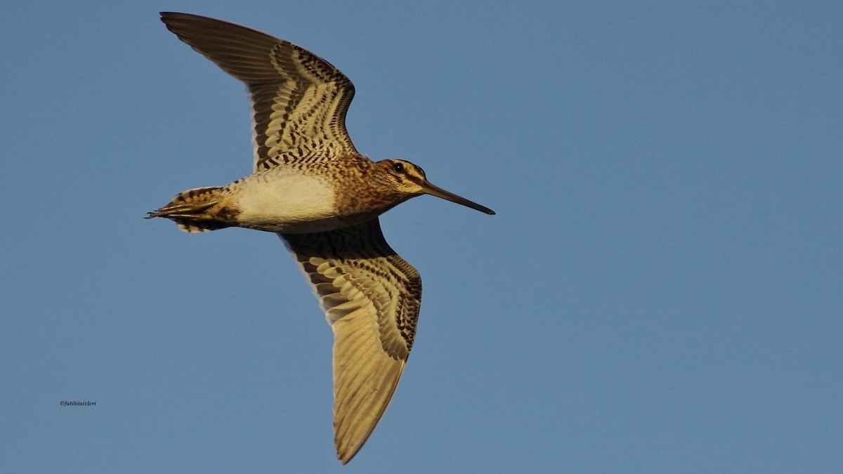 חרטומית ביצות - ML647387411