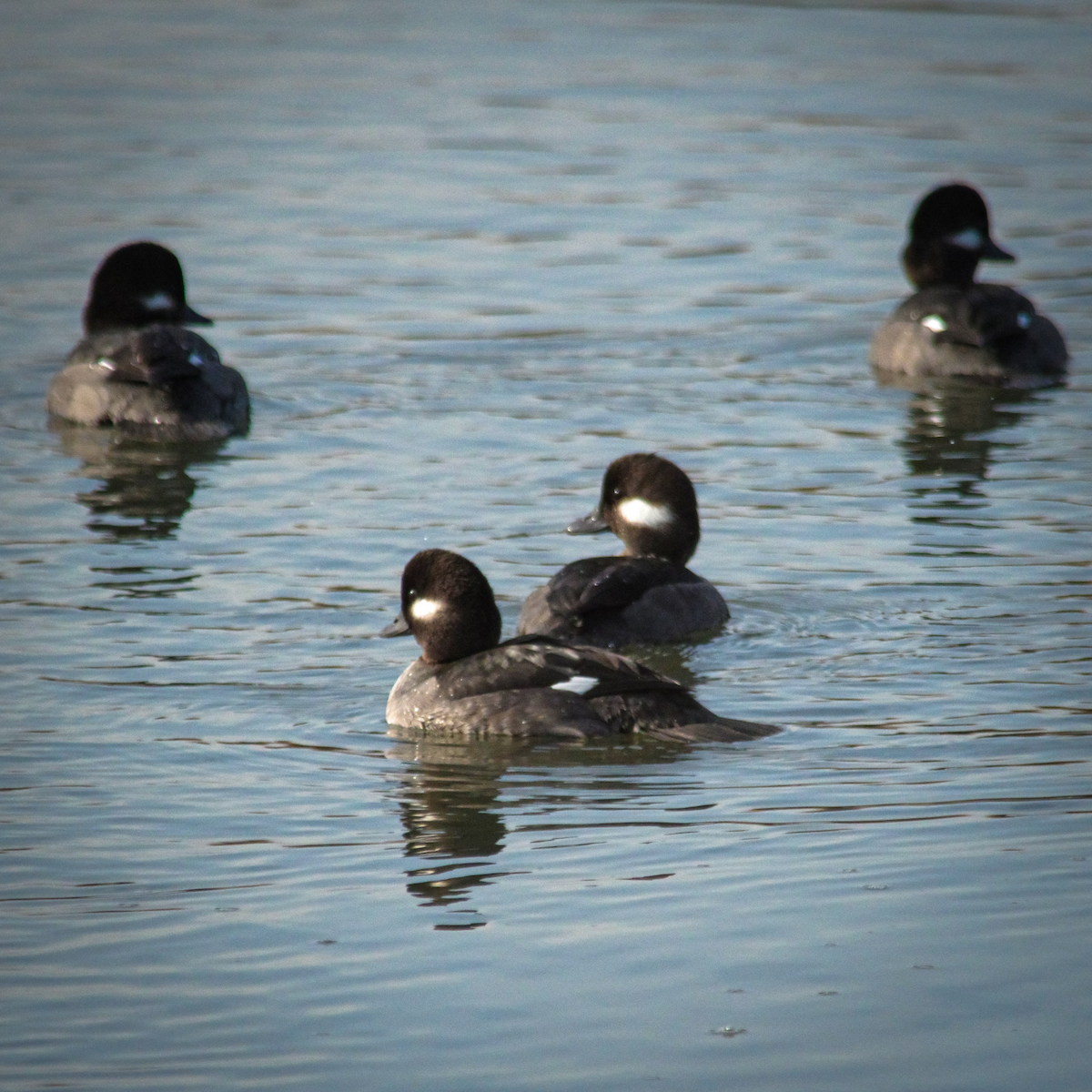 Bufflehead - ML647387413