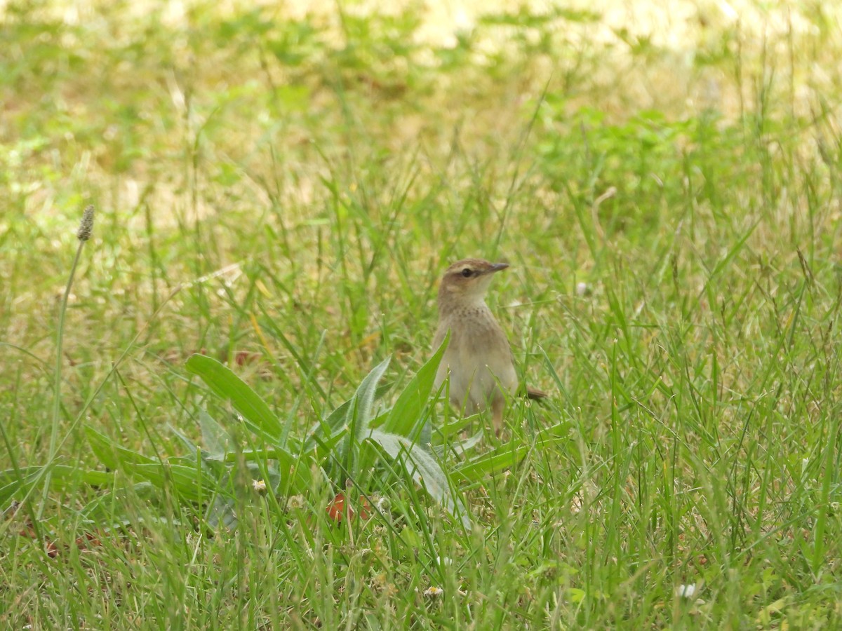 Роляк рудогузий - ML647387416
