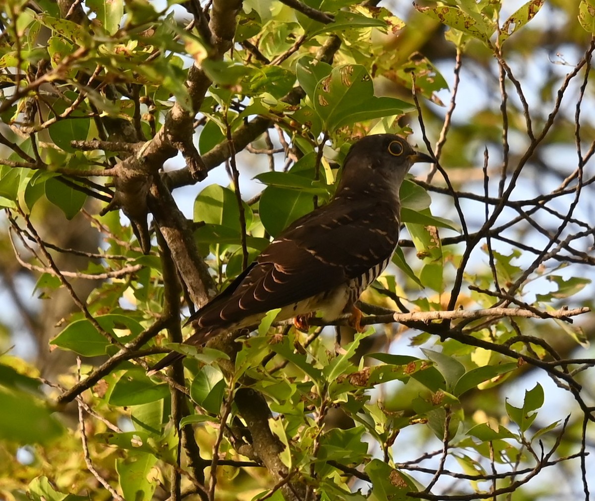 Indian Cuckoo - ML647387418