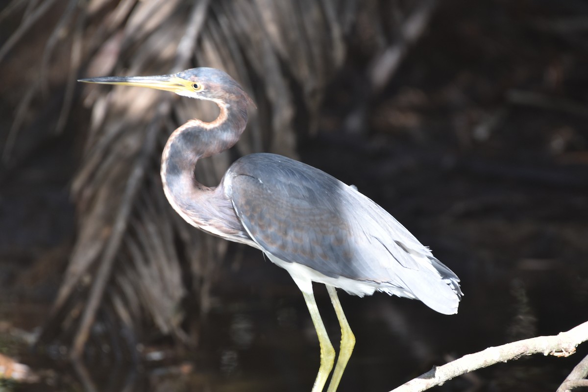 Tricolored Heron - ML647387419