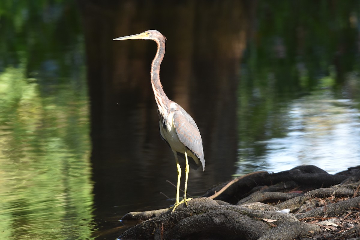 Tricolored Heron - ML647387420