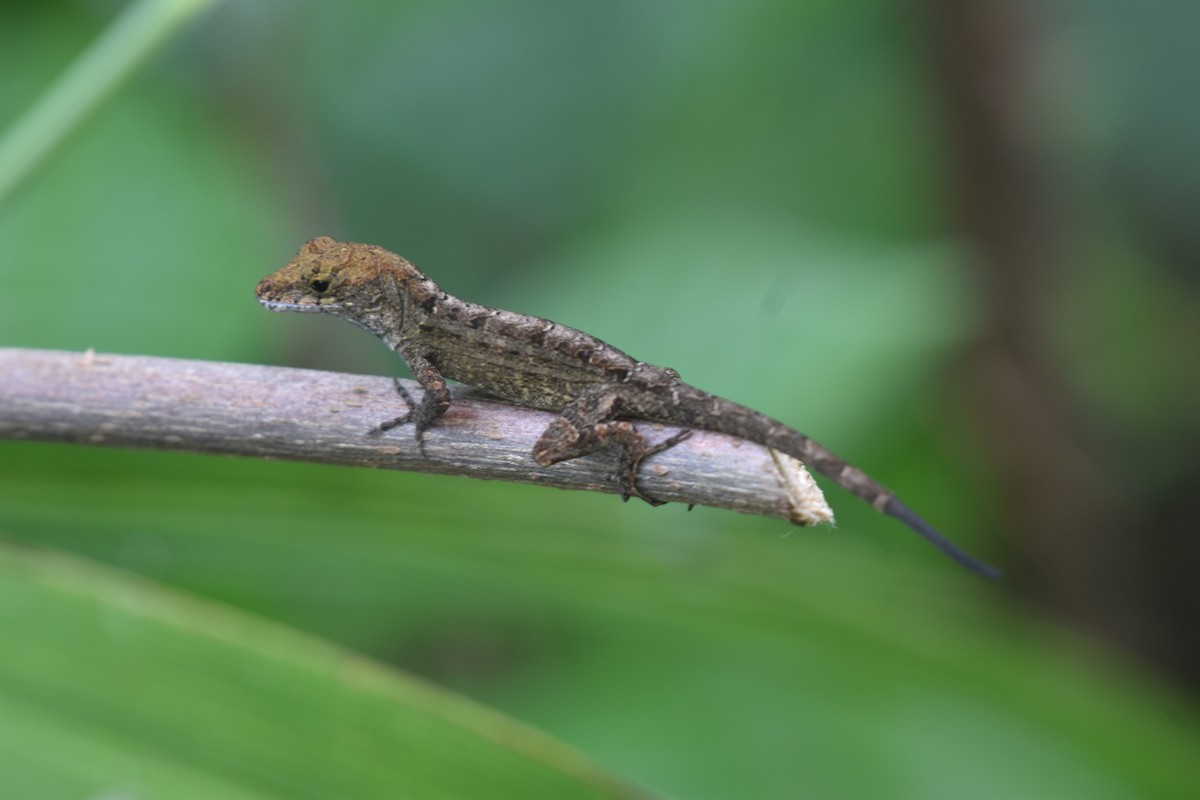 Reptiles - ML647387422