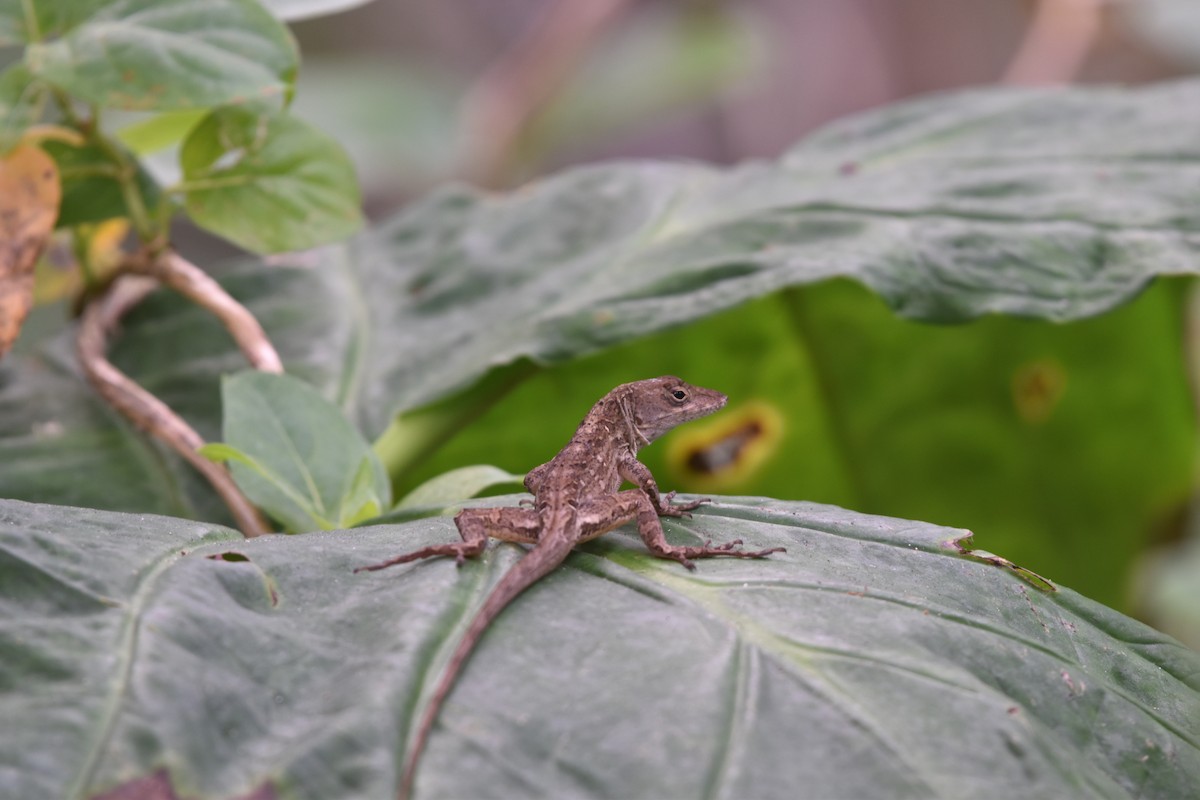 Reptiles - ML647387423