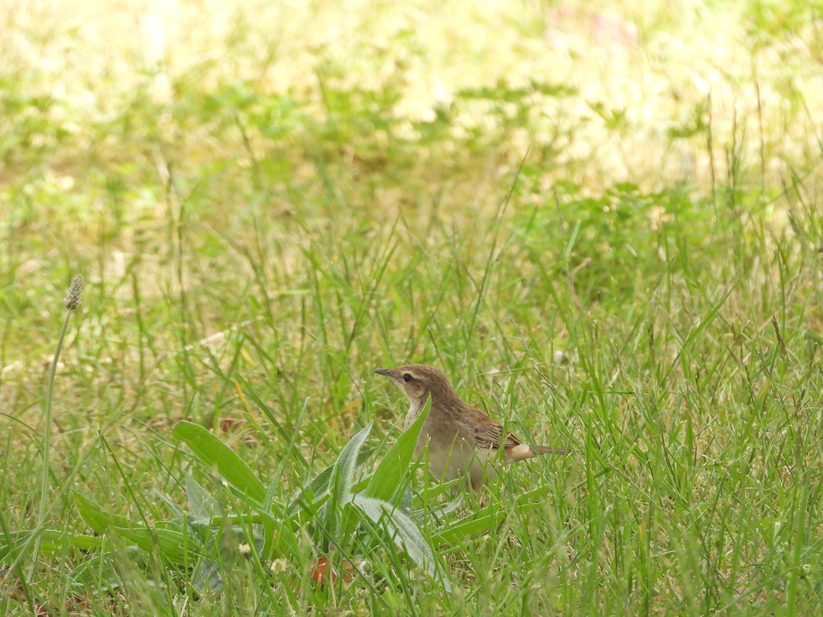 Роляк рудогузий - ML647387424