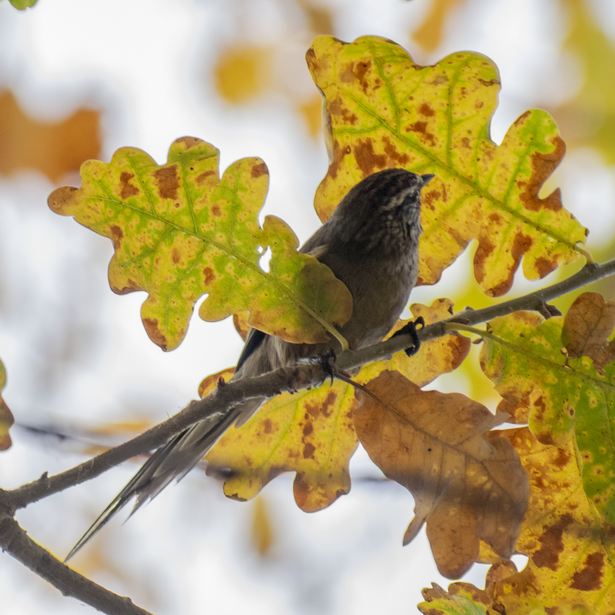 Plain-mantled Tit-Spinetail - ML647387425