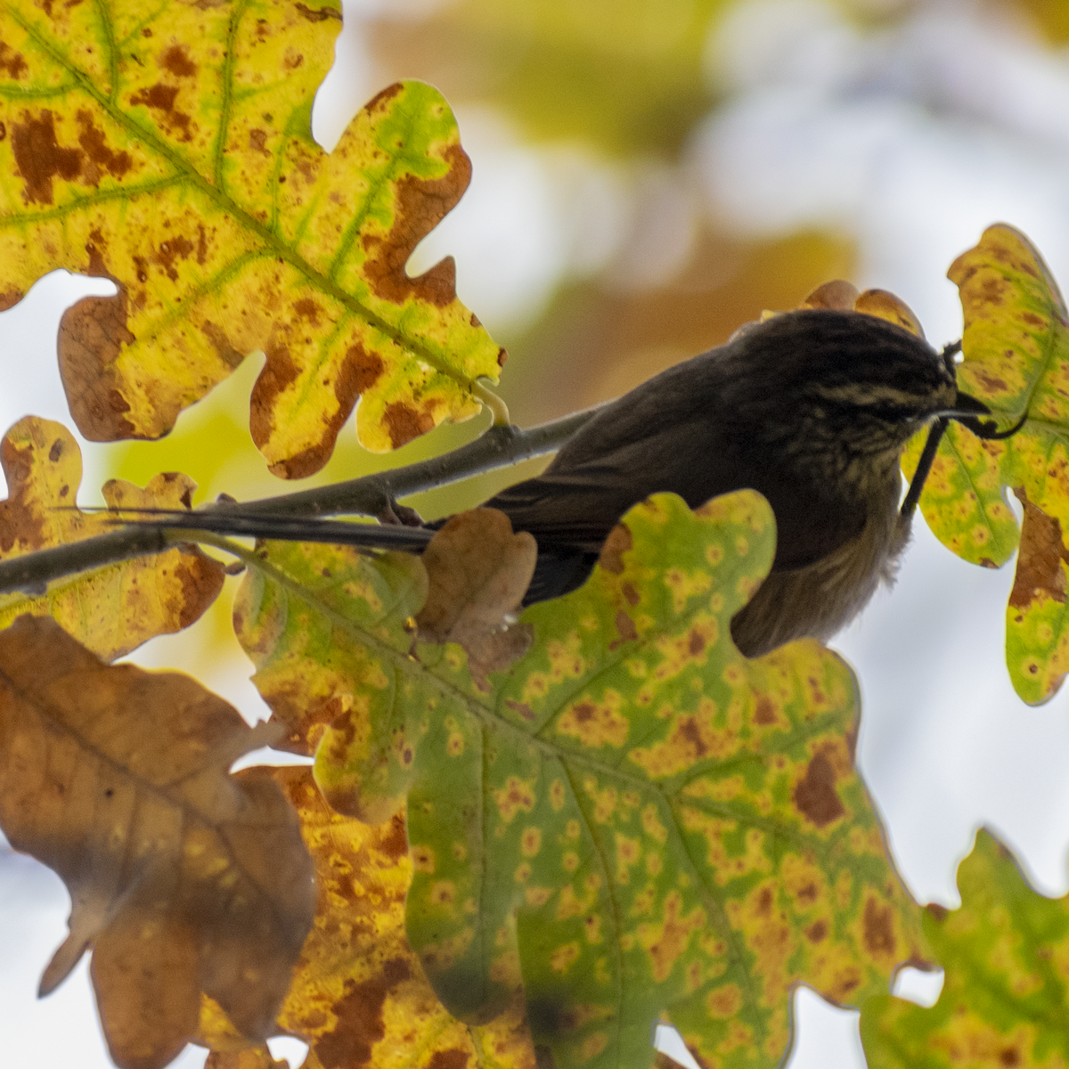 Plain-mantled Tit-Spinetail - ML647387426