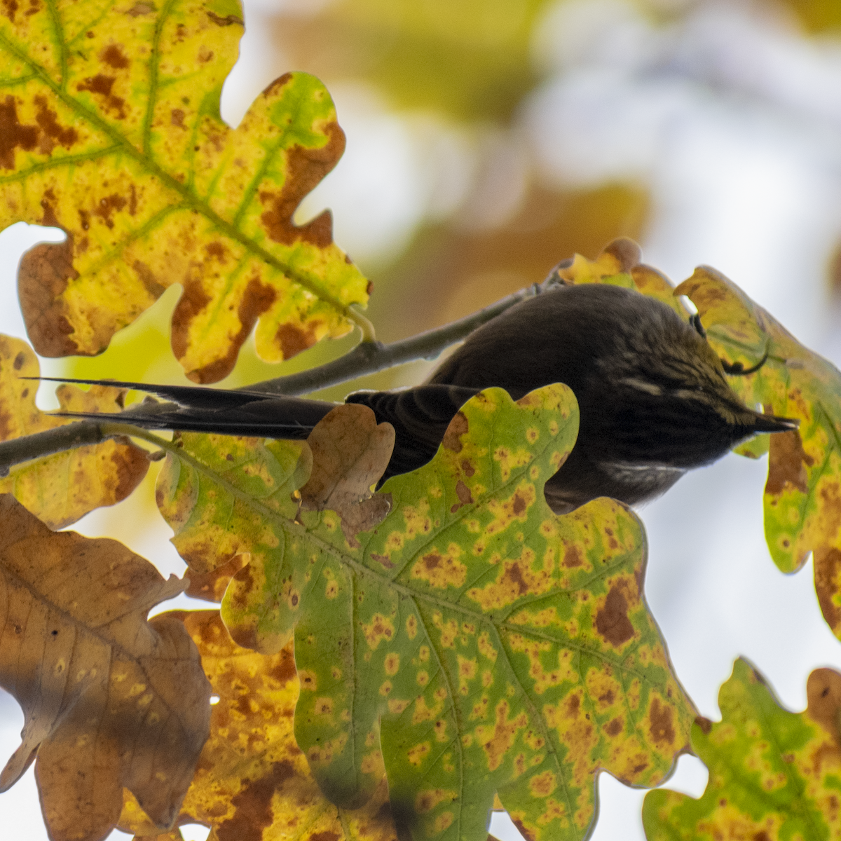 Plain-mantled Tit-Spinetail - ML647387427