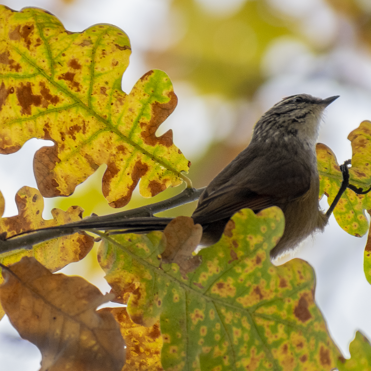 Plain-mantled Tit-Spinetail - ML647387428
