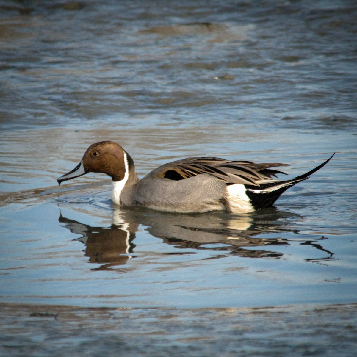 尖尾鴨 - ML647387431