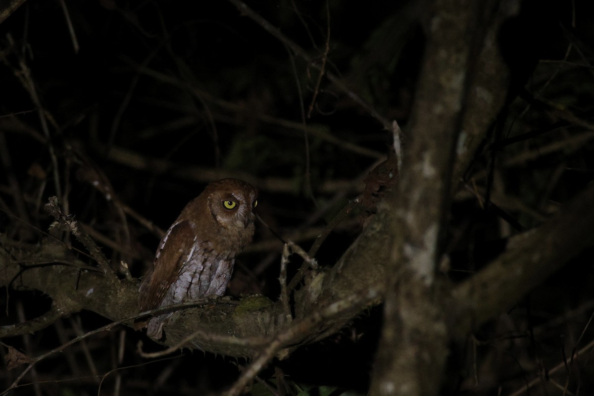 Petit-duc d'Orient - ML647387432