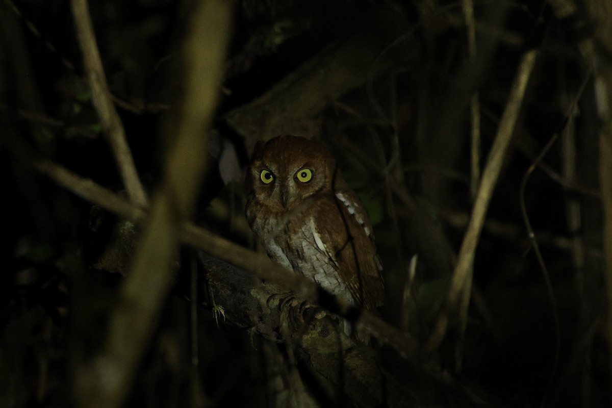 Petit-duc d'Orient - ML647387434