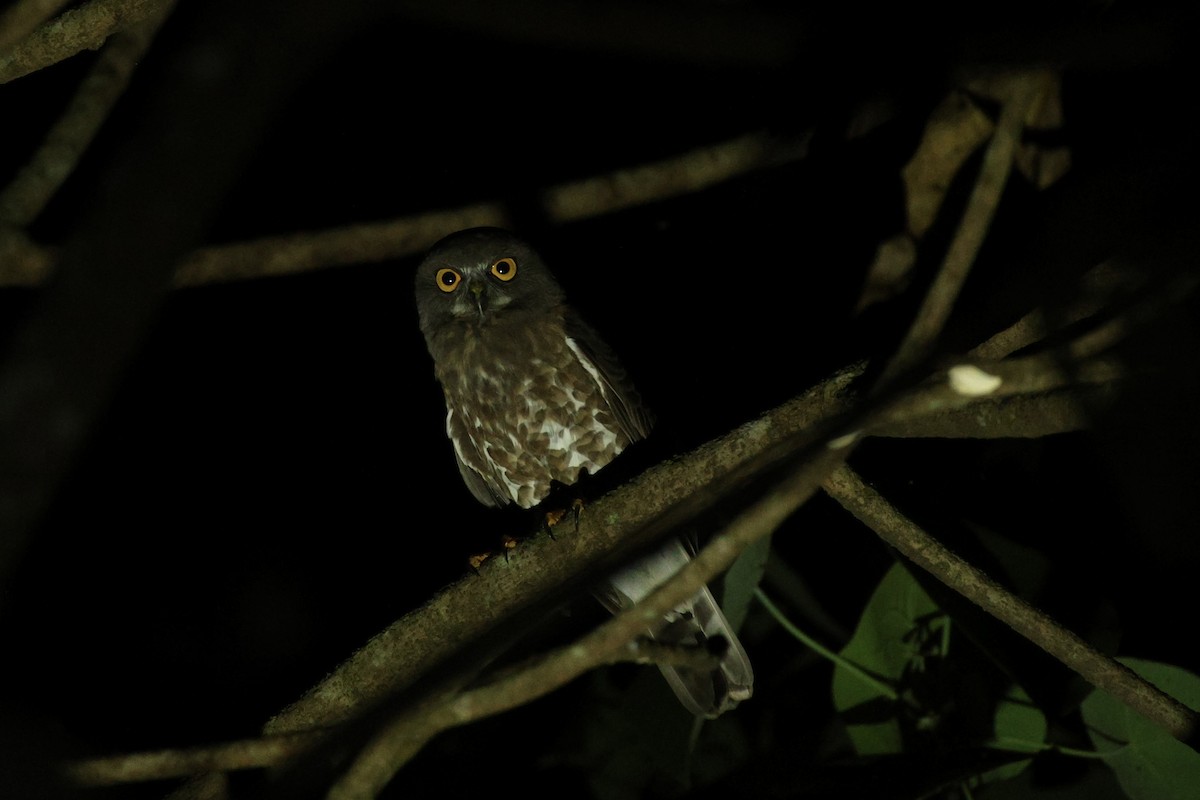 Brown Boobook - ML647387445