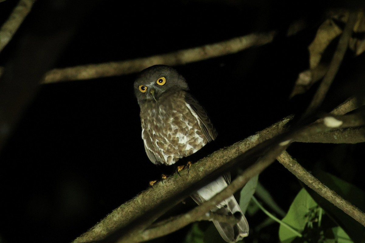 Brown Boobook - ML647387446