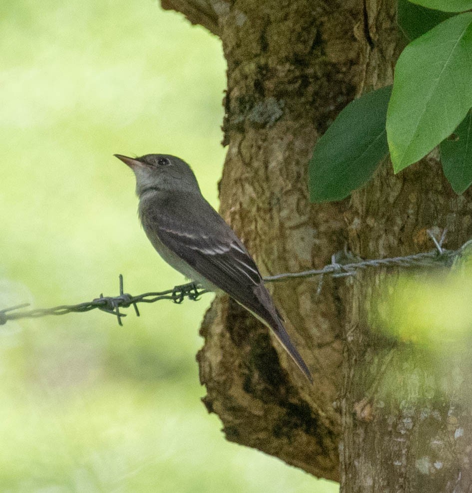 Eastern Wood-Pewee - ML647387449