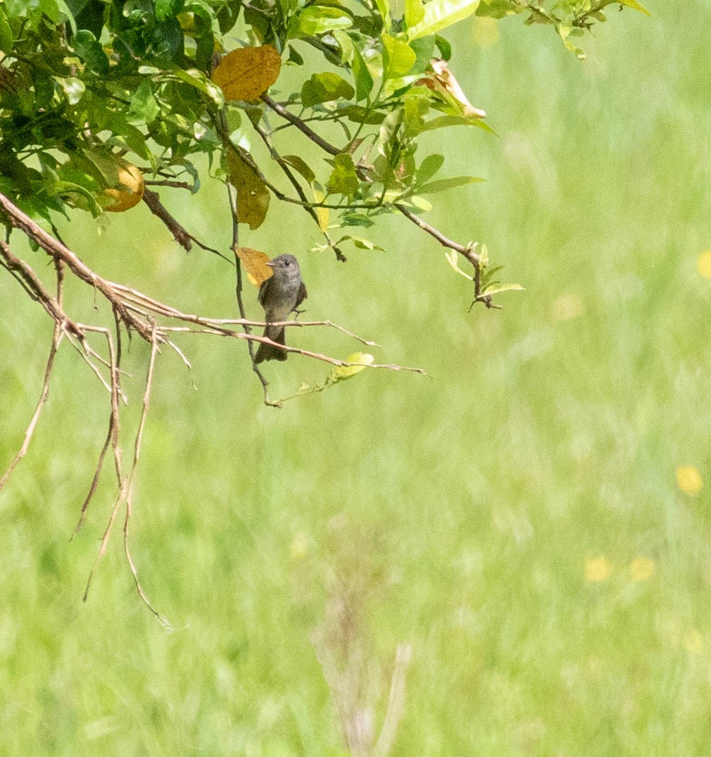 Eastern Wood-Pewee - ML647387450