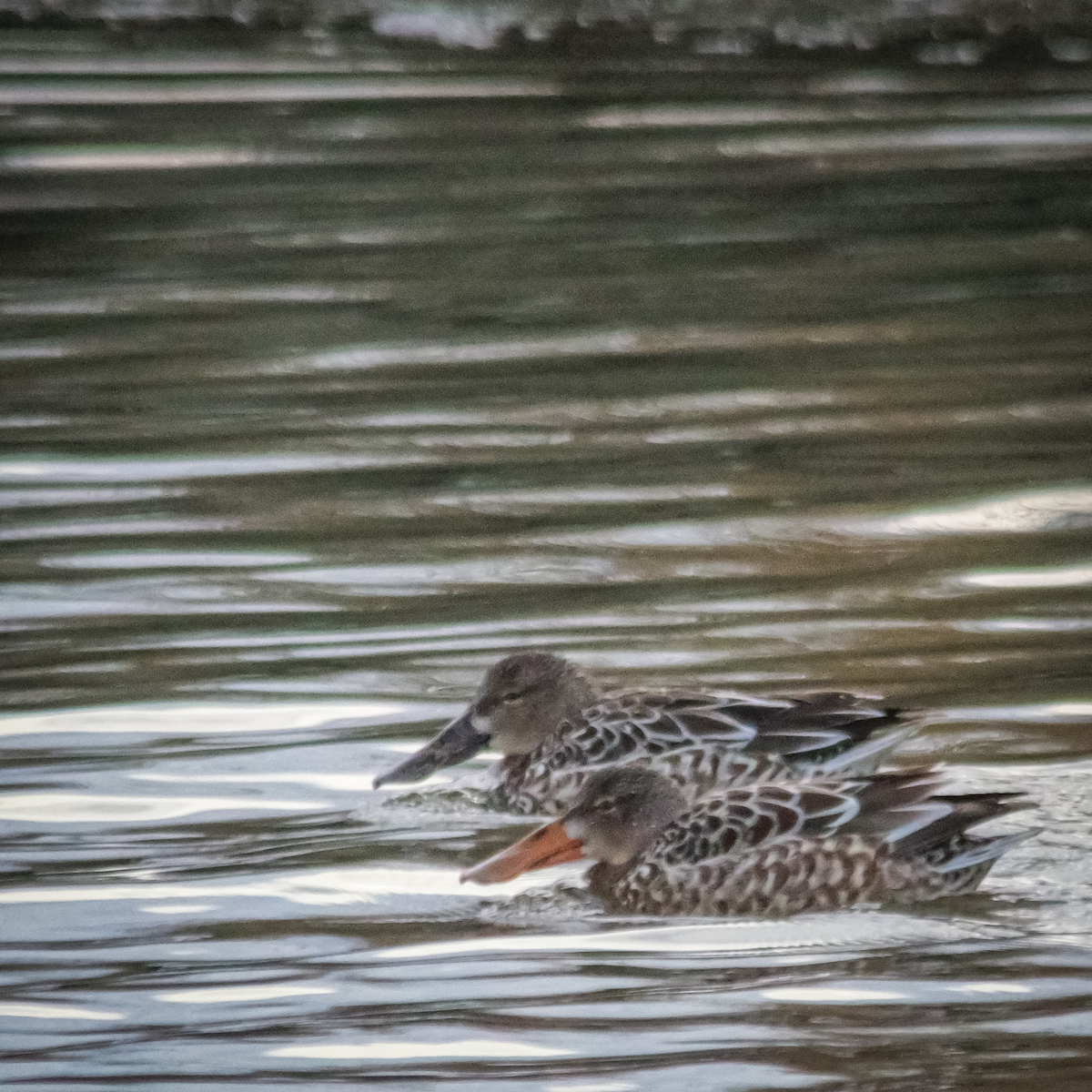 琵嘴鴨 - ML647387451