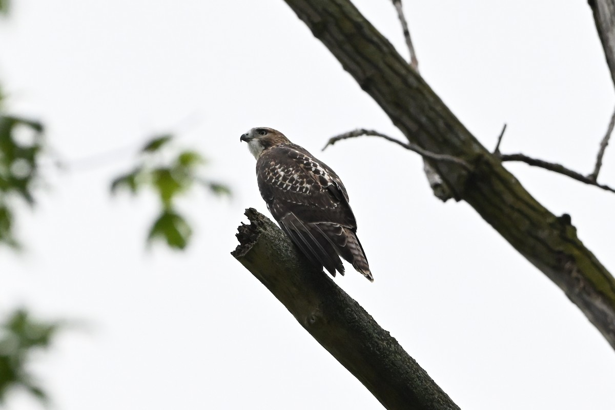 káně rudochvostá - ML647387452