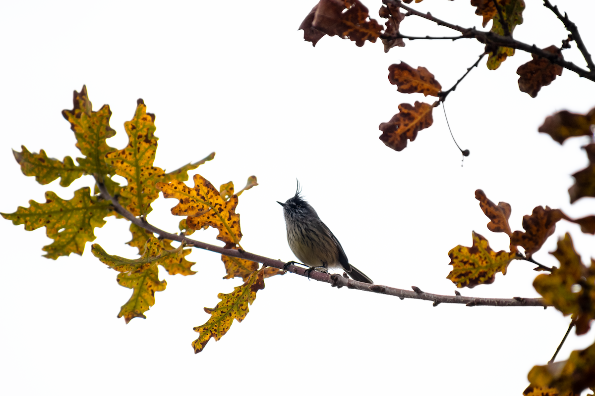 Tufted Tit-Tyrant - ML647387455