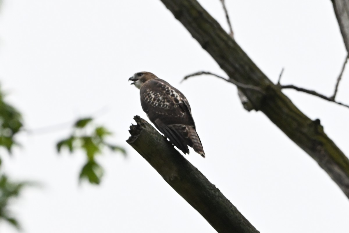 káně rudochvostá - ML647387456