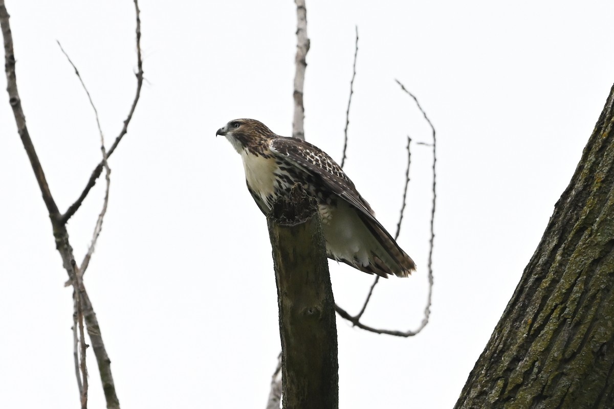 káně rudochvostá - ML647387457