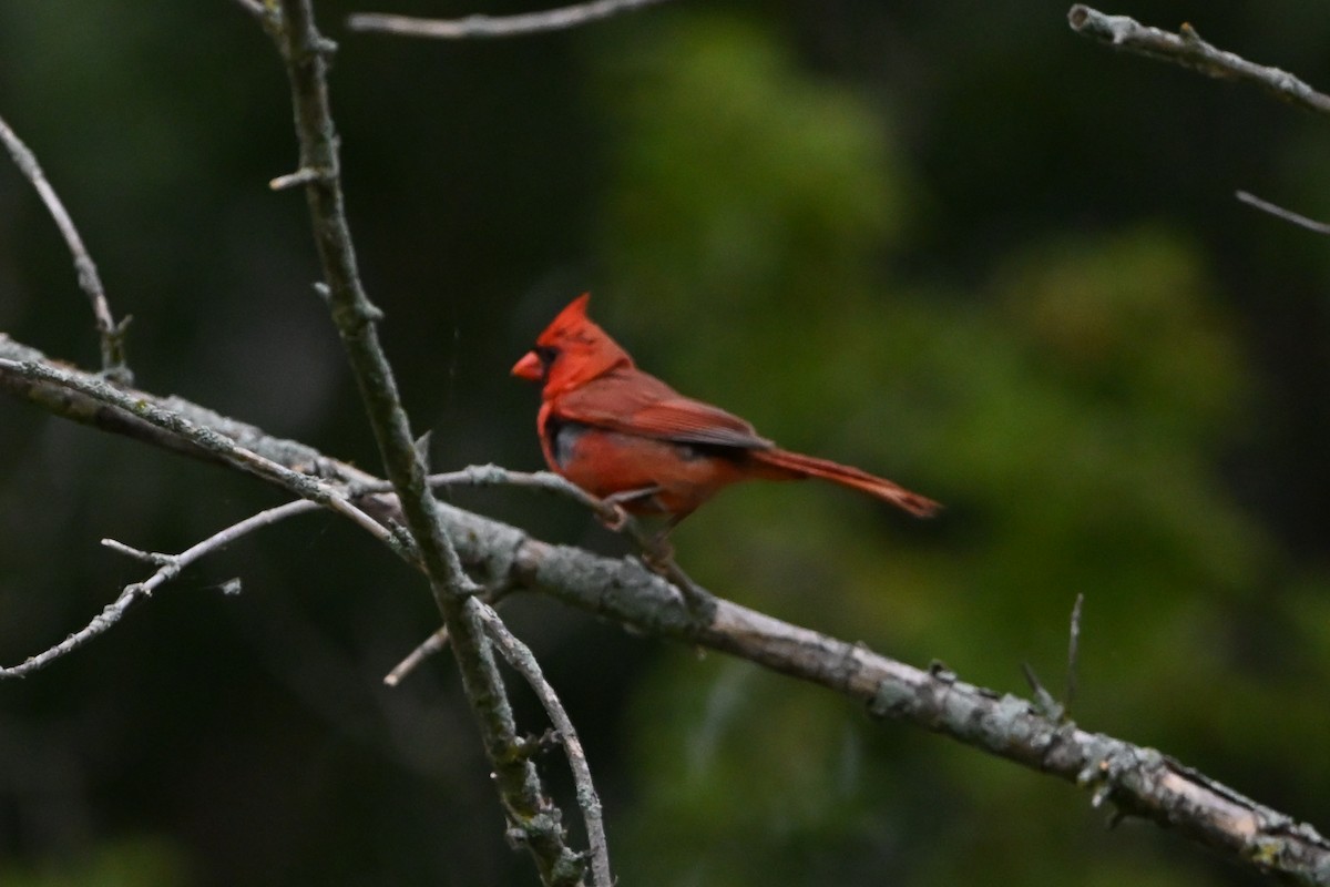 kardinál červený - ML647387458