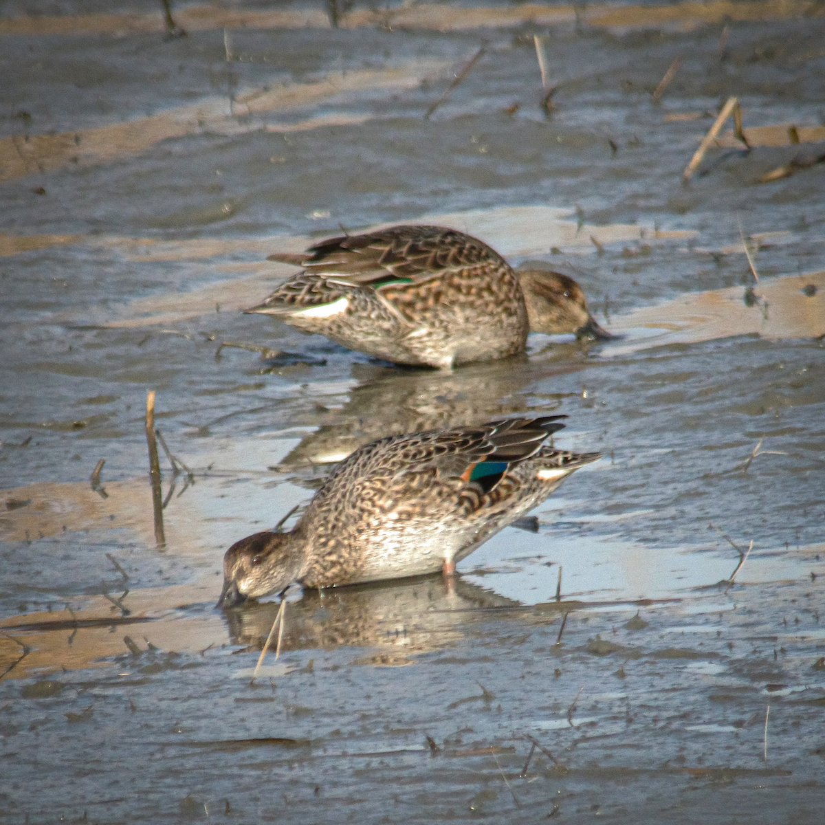 小水鴨 - ML647387459