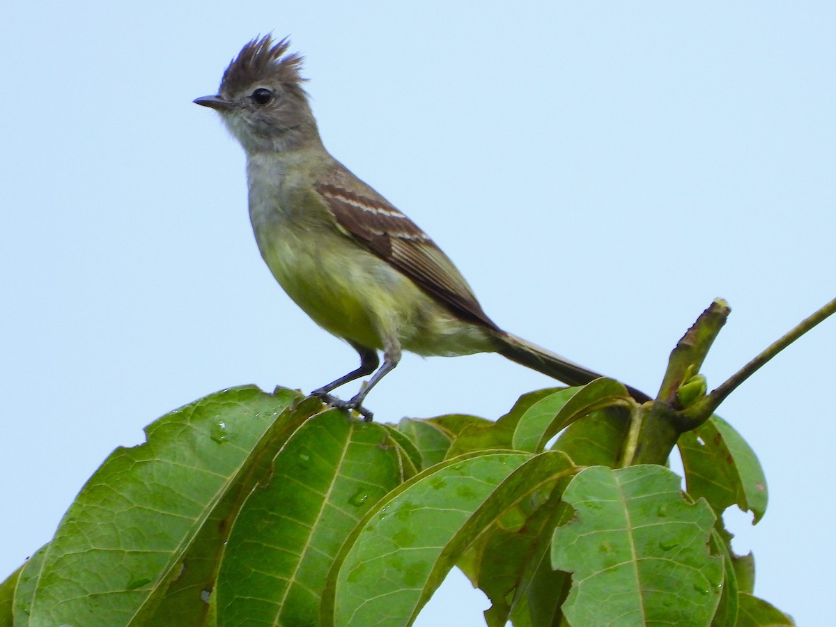 Yellow-bellied Elaenia - ML647387461