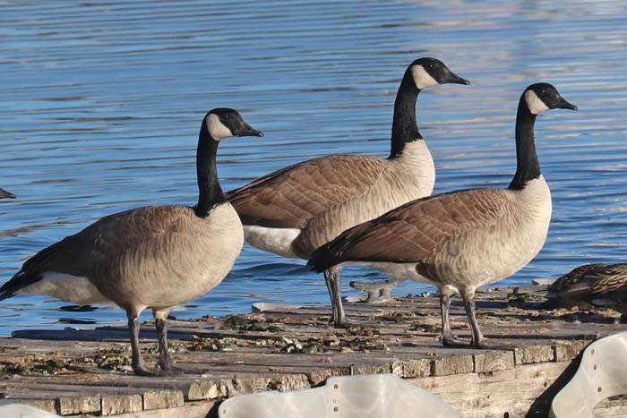 Canada Goose - ML647387462