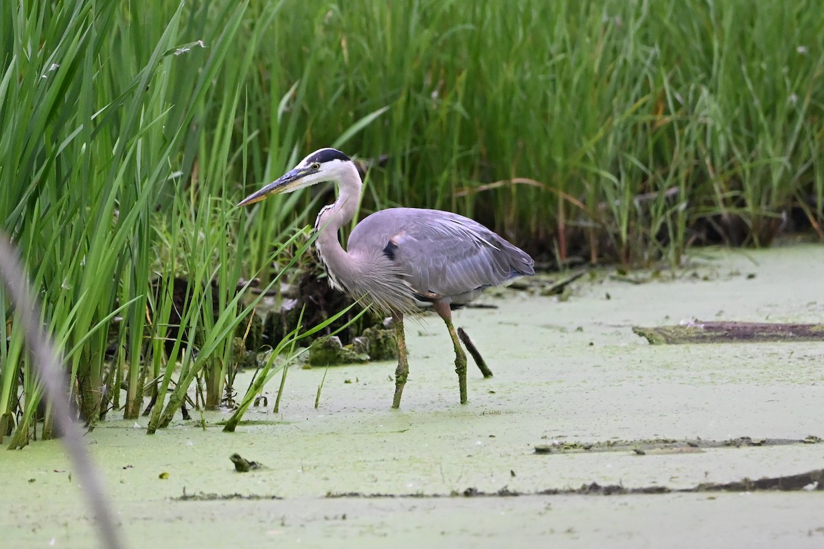 volavka velká - ML647387463