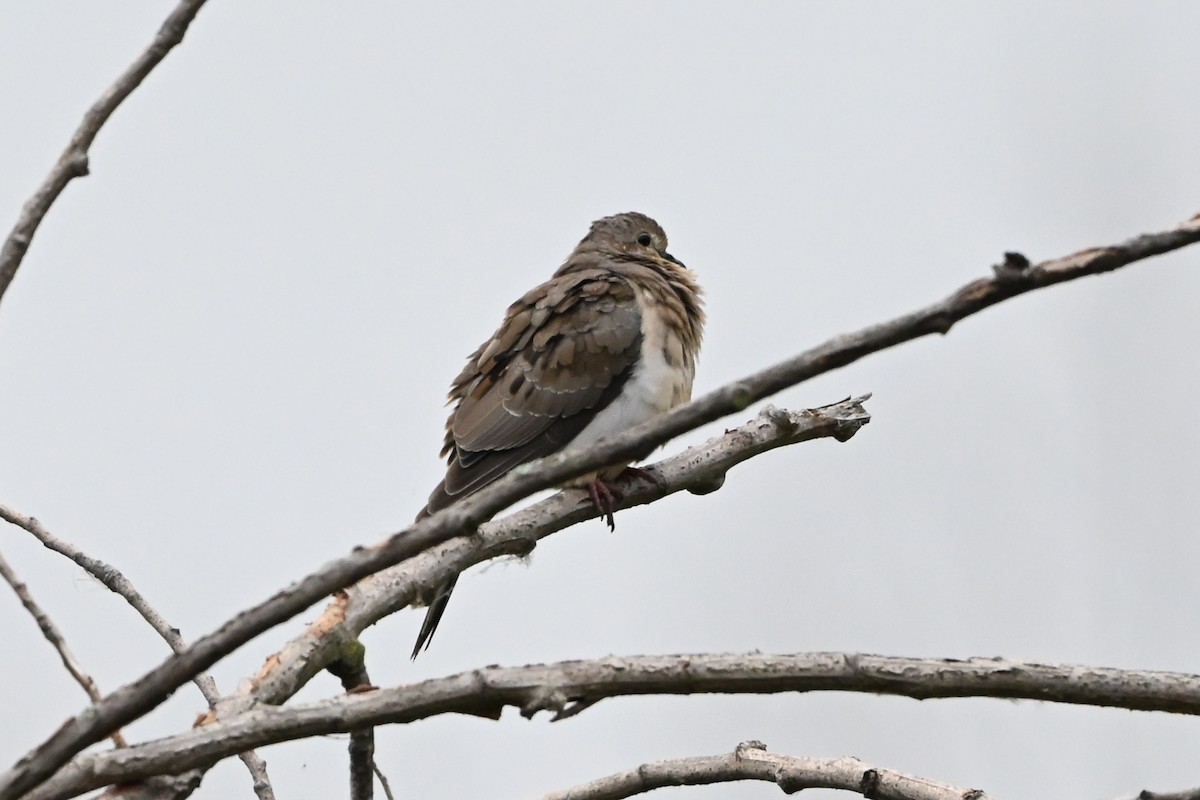 hrdlička karolínská - ML647387467