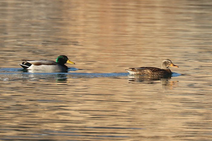 Mallard - ML647387468