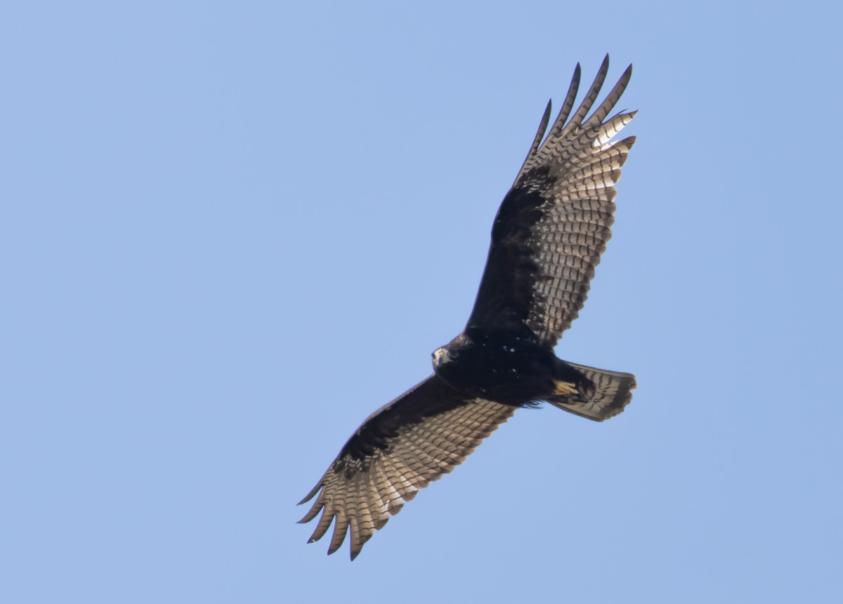 Zone-tailed Hawk - ML647387473