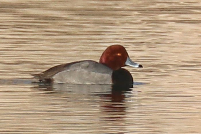 Redhead - ML647387477