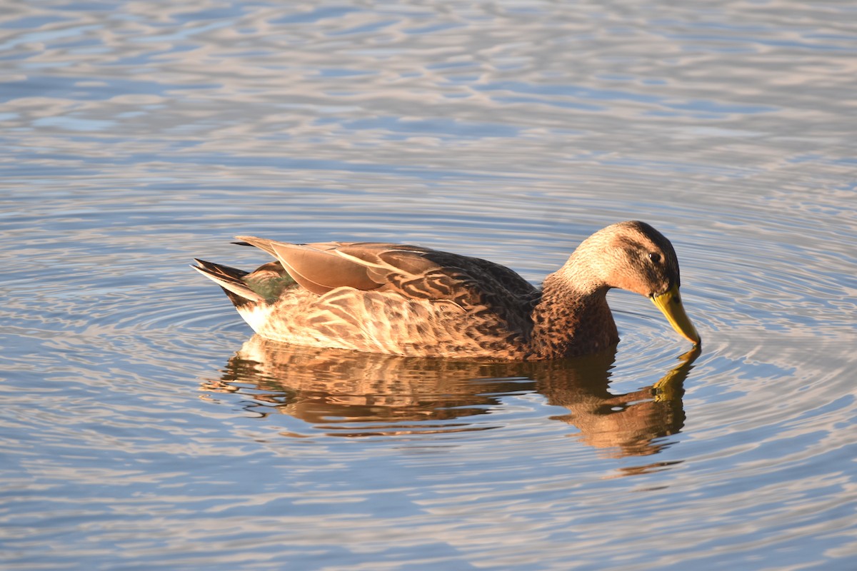 Mottled Duck - ML647387481