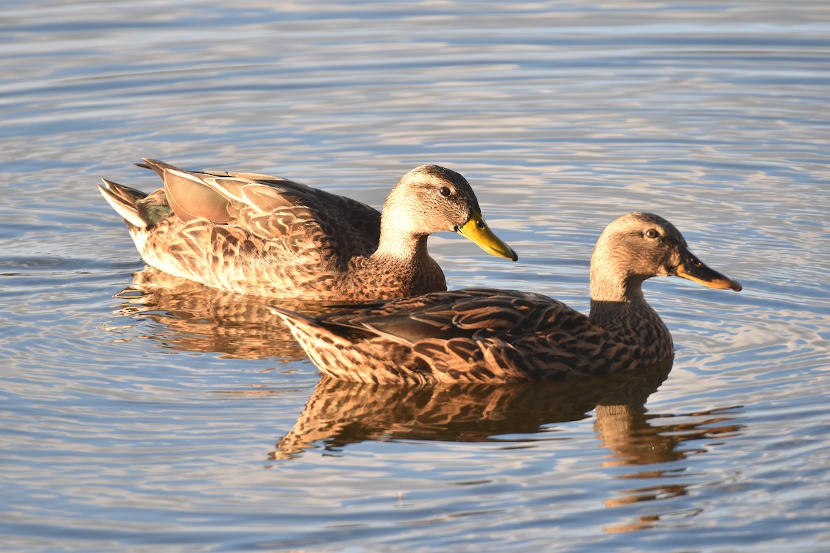Mottled Duck - ML647387482
