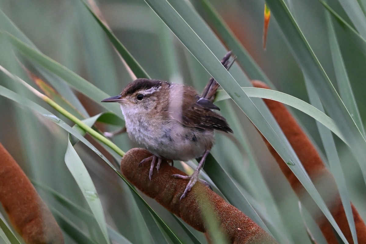 střízlík bažinný - ML647387483