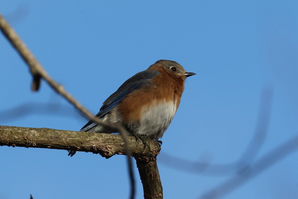 Eastern Bluebird - ML647387484